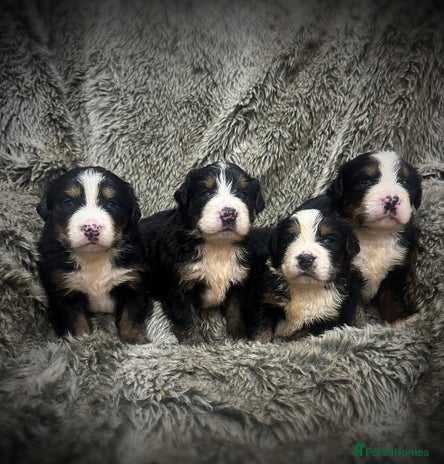 Bernese Mountain Dog dogs - Advert 1