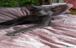 Oriental cats for sale: Full Pedigree Oriental 1 Kitten XL size ears GCCF in Biggleswade - Image 12