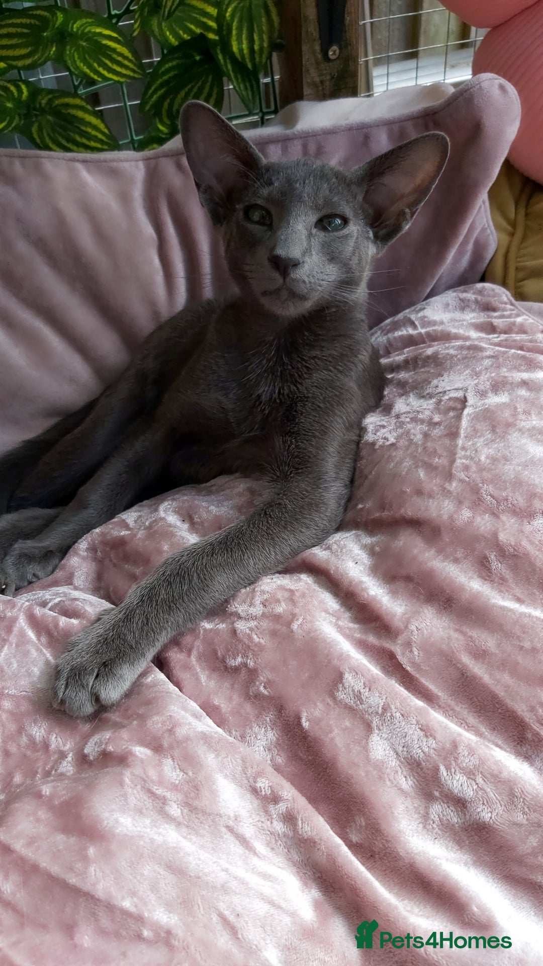 Oriental cats for sale: Full Pedigree Oriental 1 Kitten XL size ears GCCF in Biggleswade - Image 12