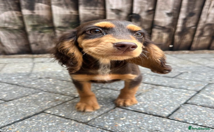Cocker Spaniel dogs - Advert 1