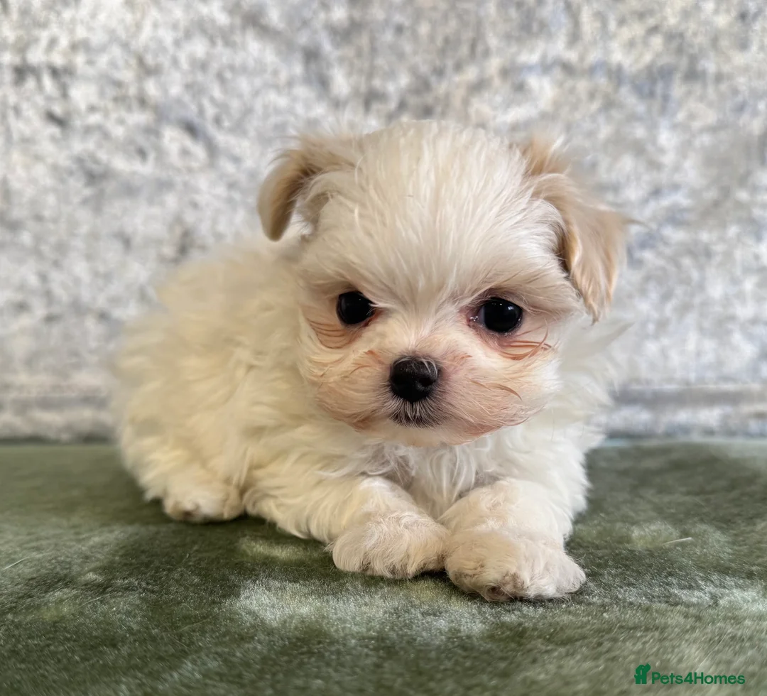 Maltipoo dogs for sale: Tiny f1b maltipoos  - Advert 1