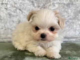 Maltipoo dogs Tiny f1b maltipoos - Advert 1