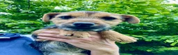 Mixed Breed dogs for sale: Border Terrier x Jack Russell  - Advert 3