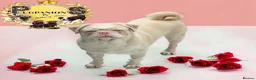 Pug dogs for sale: Kc Pink tan panda stud carrying choc health tested - Advert 16