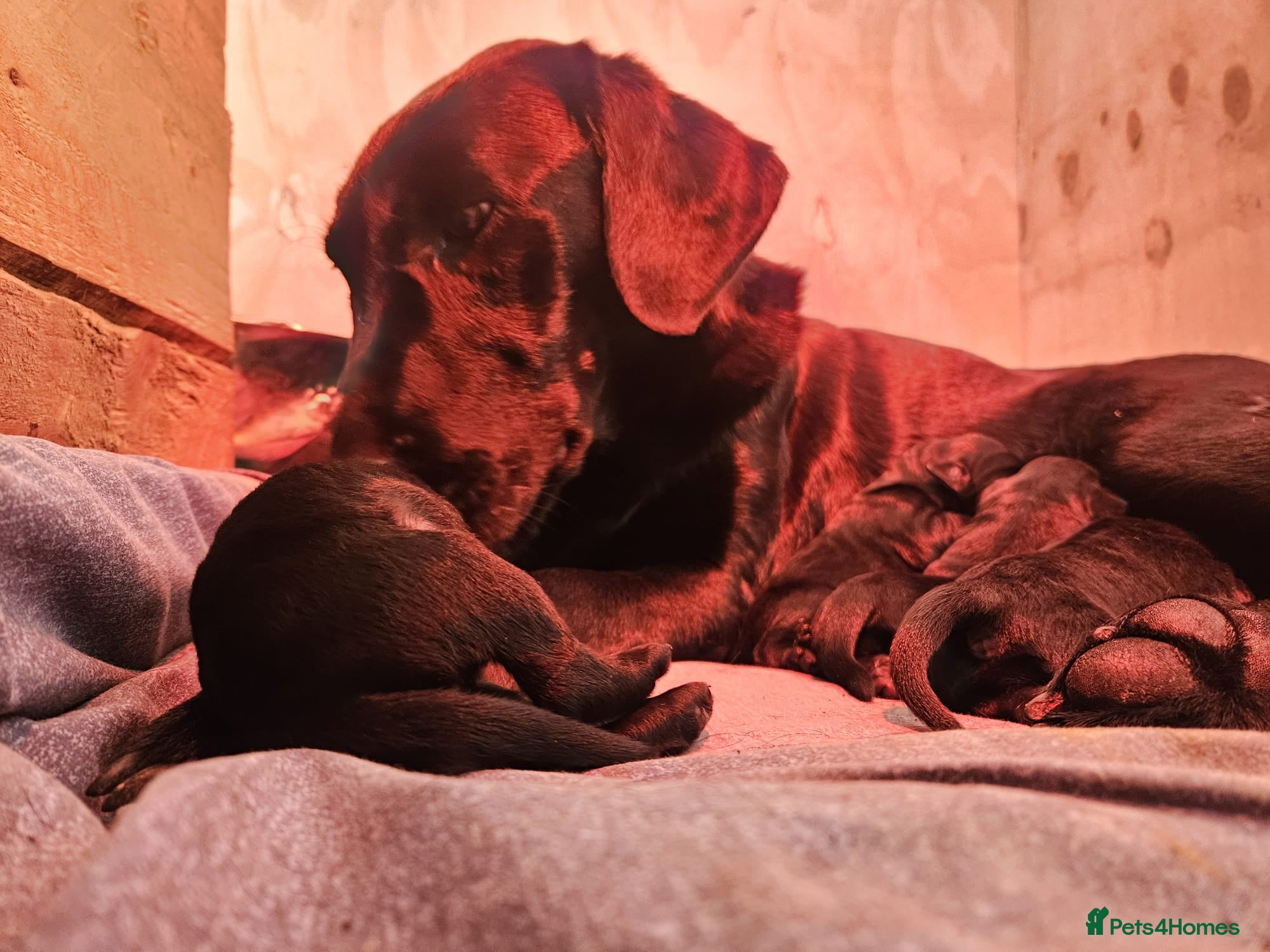 Labrador Retriever dogs for sale: Black Male Labrador Puppies for sale Western Isles - Advert 11