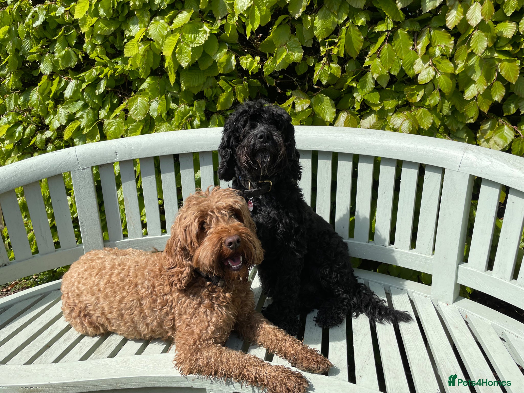 Cockapoo dogs 4th generation Cockapoo puppies - Advert 1