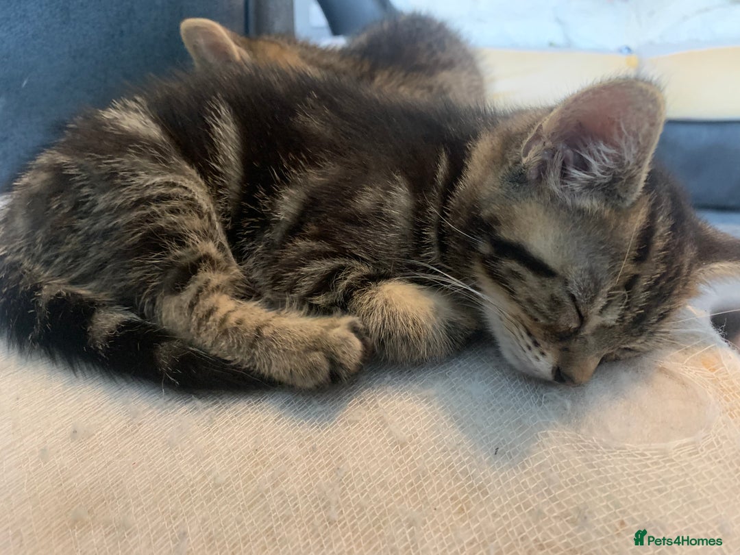 Mixed Breed cats for sale: Two adorable little girls  - Image 7