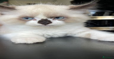 Ragdoll cats - Advert 2