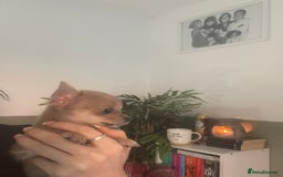 Chihuahua dogs for sale: XXS Teacup Chihuahua puppy - Image 3