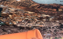 Mixed Breed invertebrates for sale: Orange and tropical grey woodlice isopods 10 4 £2 - Image 2