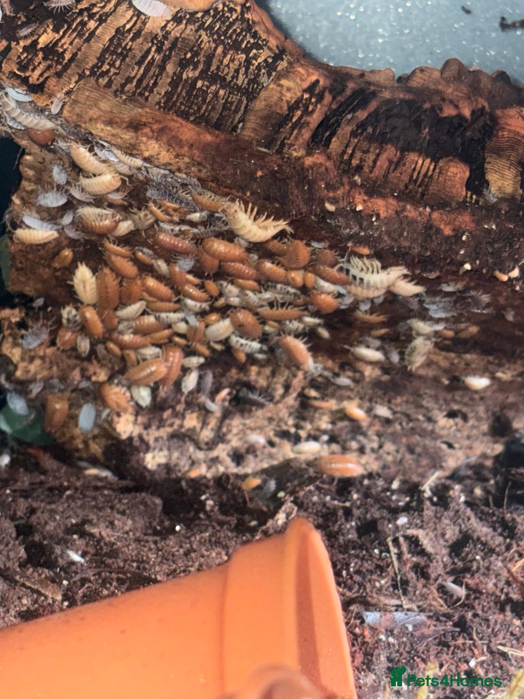 Mixed Breed invertebrates for sale: Orange and tropical grey woodlice isopods 10 4 £2 - Image 2