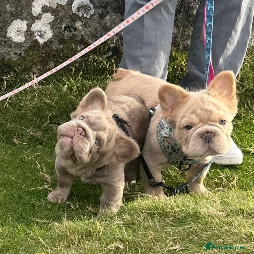 French Bulldog dogs for sale: 2 fluffy French Bulldogs puppies left - Image 4