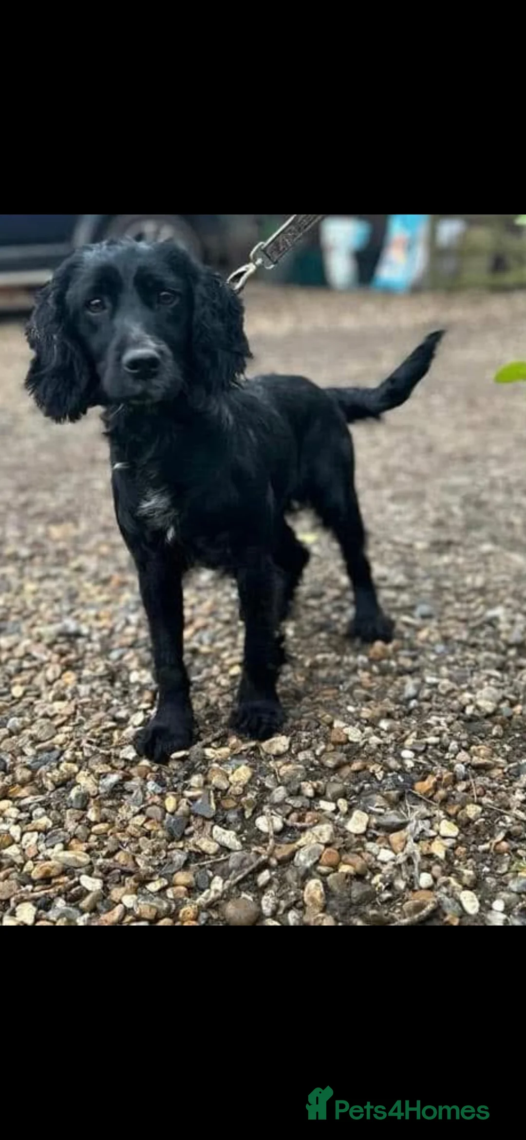 Cocker Spaniel dogs for sale: 2 beautiful cocker spaniel puppy’s  - Advert 13
