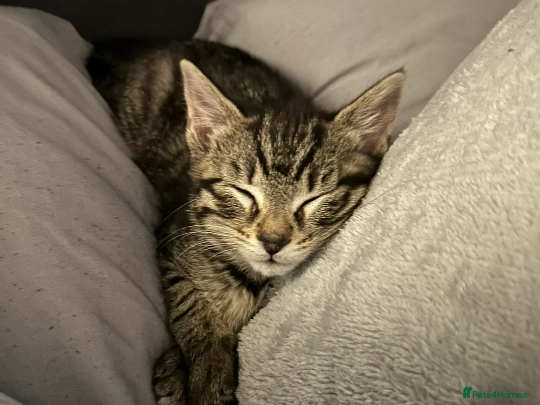 Domestic Shorthair cats for sale: FEMALE TABBY CAT FOR SALE!!! £100 - Advert 6