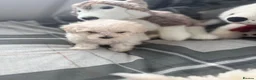 Maltipoo dogs for sale: F1 stunning Asian Maltipoo cream tiny puppies  - Advert 15