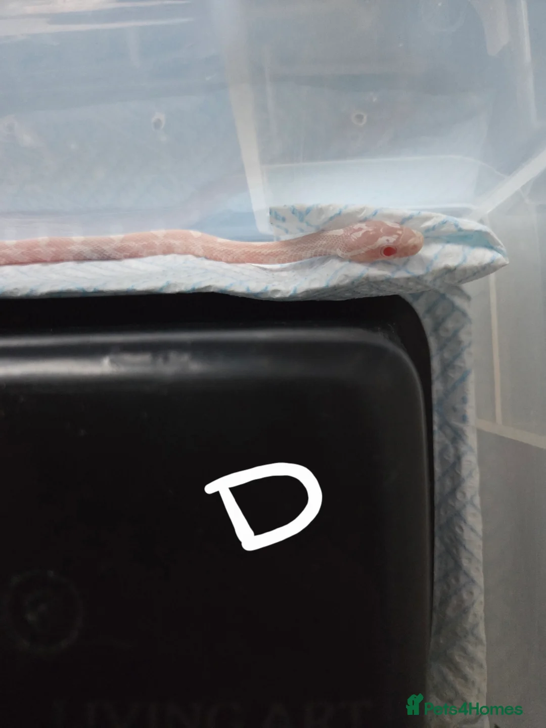 Corn Snake reptiles for sale: Hatchling Corn Snakes Snows CB25 - Advert 2