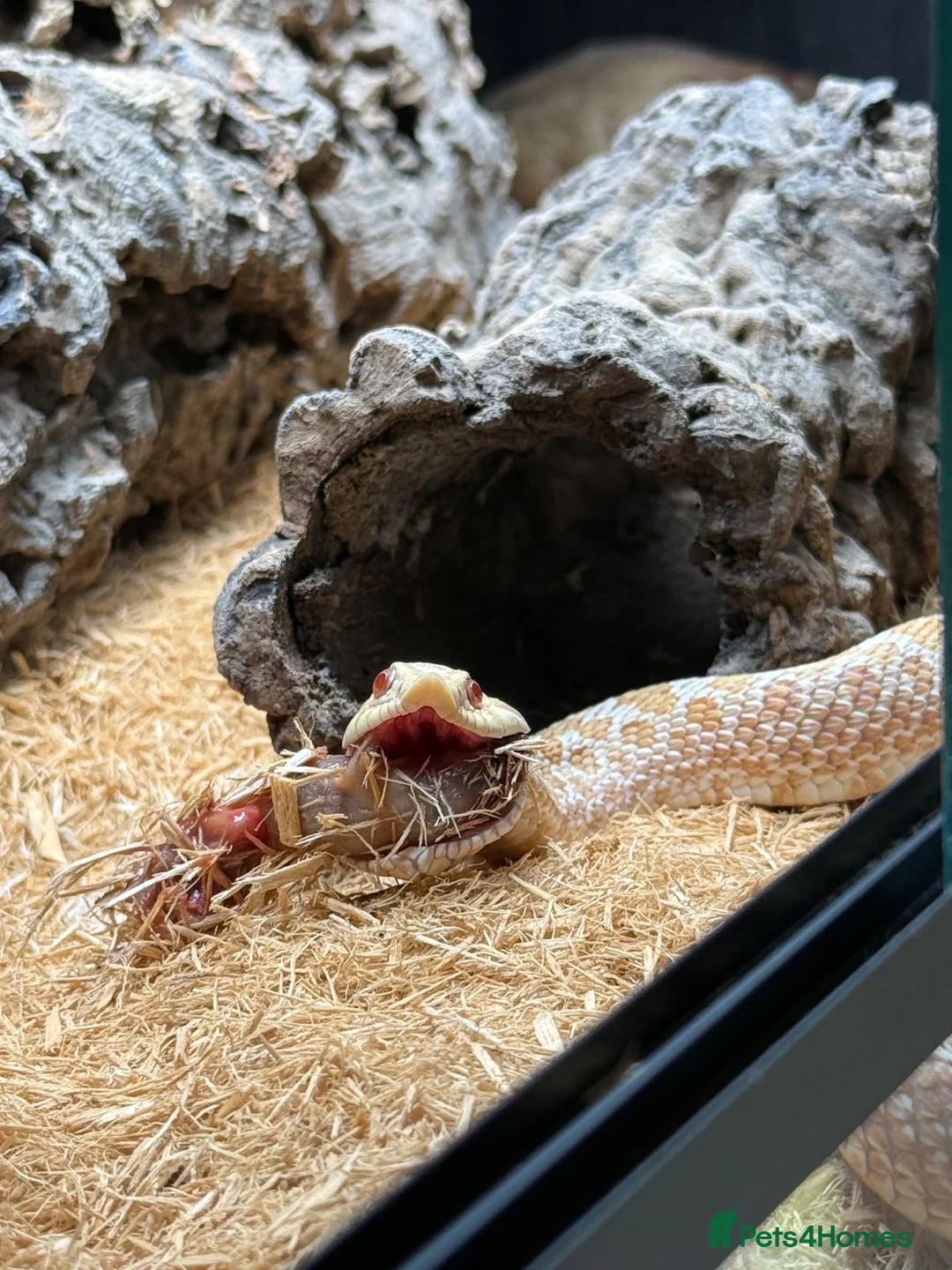 Snake reptiles for sale: Hognose with full prorep vivarium setup - Advert 1