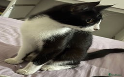 Mixed Breed cats for sale: Cats for sale - Image 2