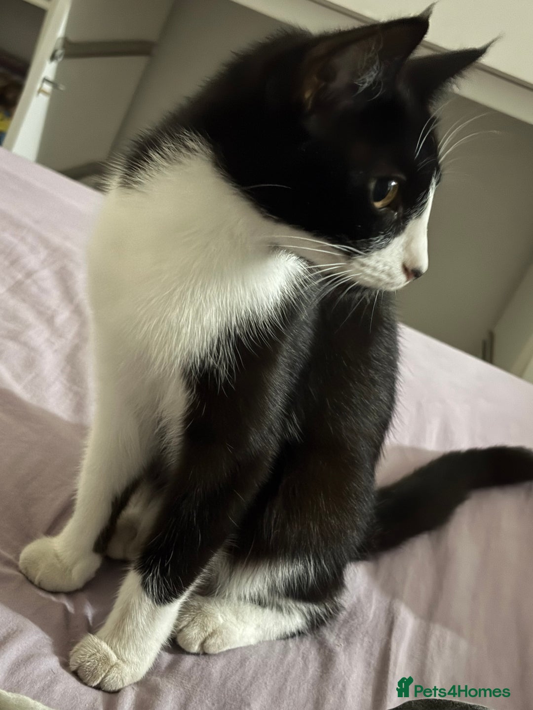 Mixed Breed cats for sale: Cats for sale - Image 2