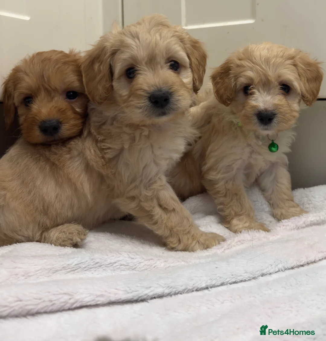 Cockapoo dogs for sale: Beautiful Health Tested Cockapoo Puppies - Advert 1