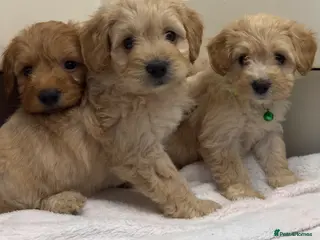 Cockapoo dogs Beautiful Health Tested Cockapoo Puppies - Advert 15