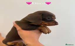 Dachshund dogs for sale: dachshund puppy’s for sale - Image 21