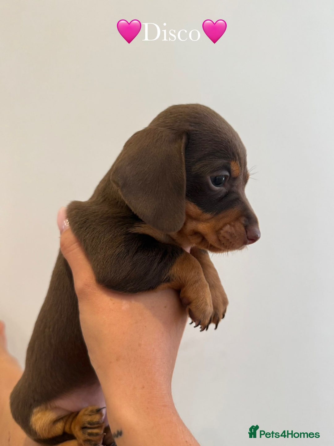 Dachshund dogs for sale: dachshund puppy’s for sale - Image 21