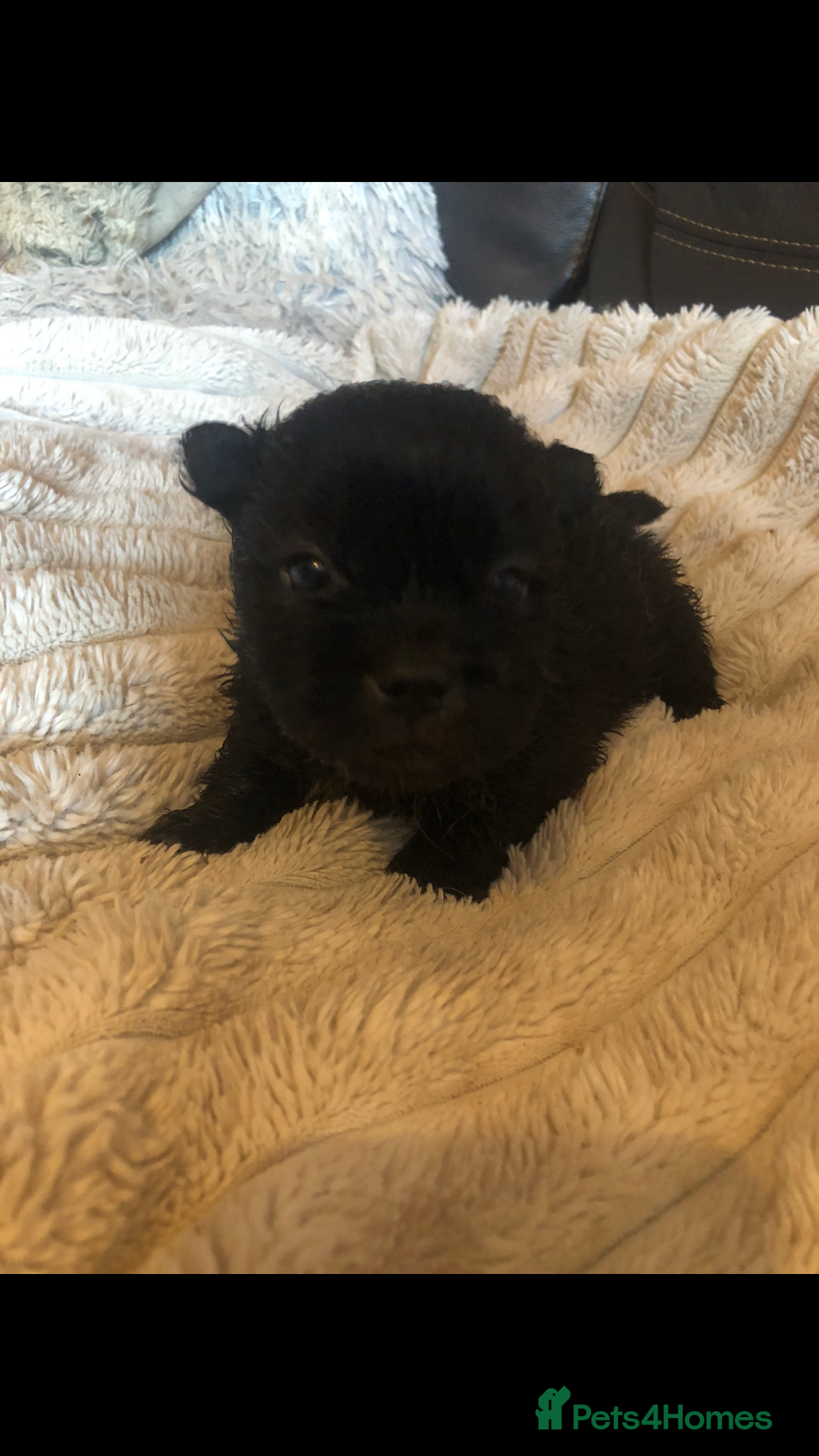 Shih Tzu dogs for sale: 6 Shih tzu puppies boys and girls avalible  - Advert 10