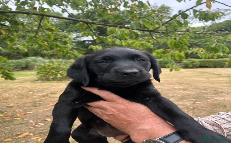 Labrador Retriever dogs - Advert 1