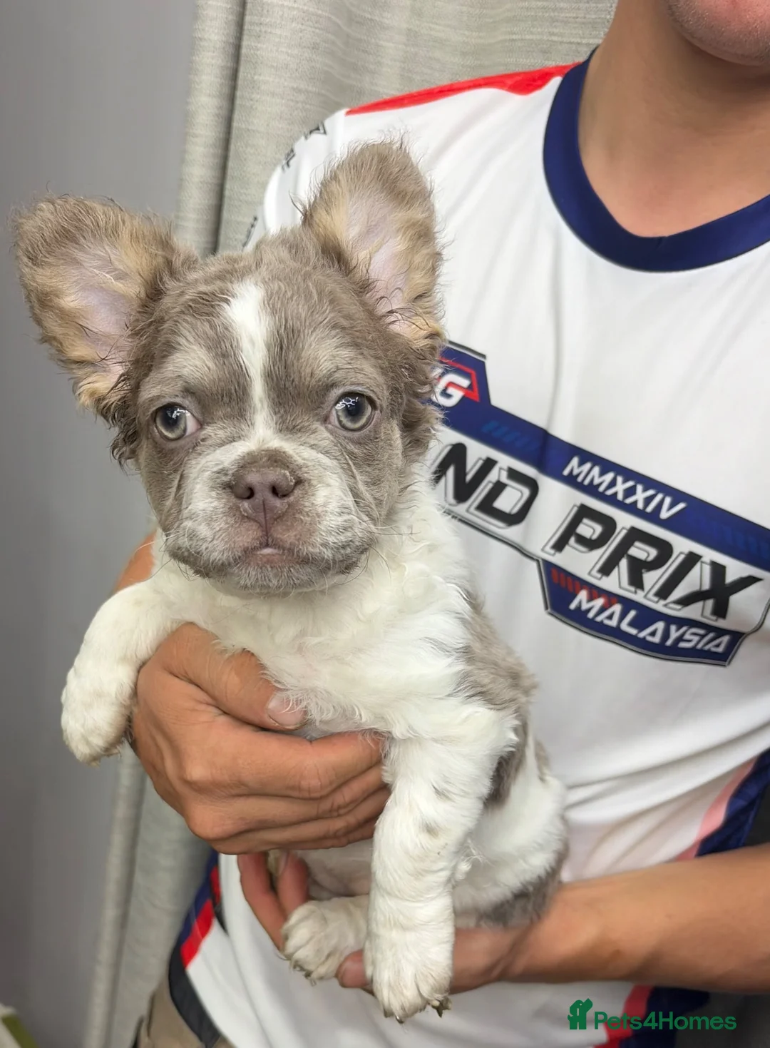French Bulldog dogs for sale: 4 beautiful French bulldog puppies - Advert 2