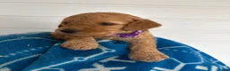 Cockapoo dogs for sale: Health tested 4 red F1b cockapoo  - Advert 21