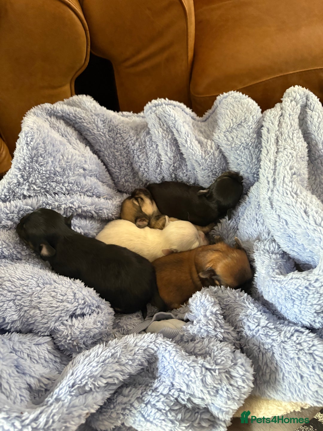 Chihuahua dogs for sale: KC Champion Lines Miniature Chihuahua Puppies - Image 5