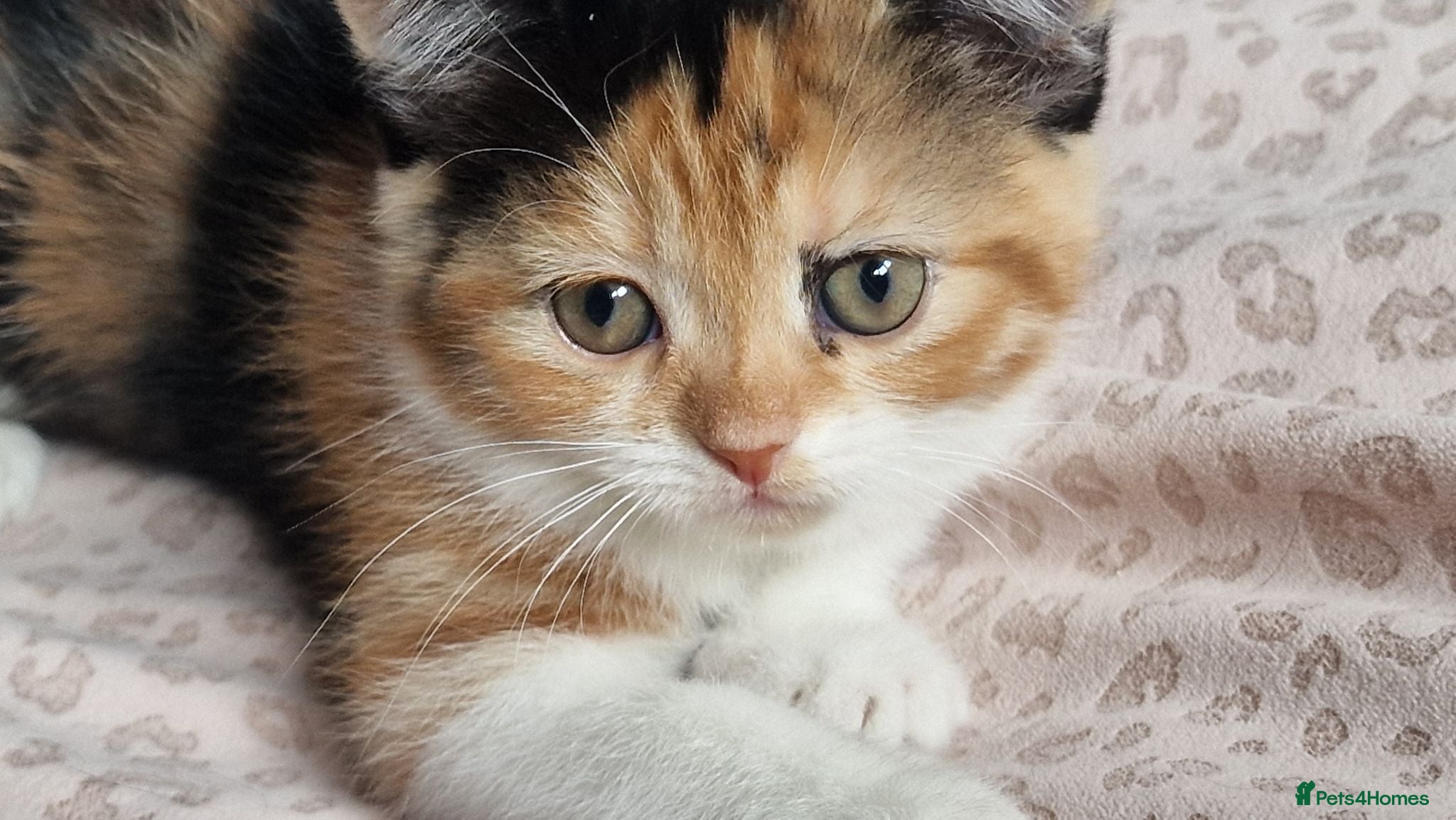 Exotic cats Exotic cross kitten for sale - Advert 17