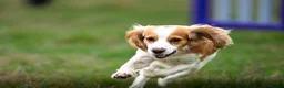 Cocker Spaniel dogs for stud: Fully health tested KC cocker spaniel for stud - Advert 4