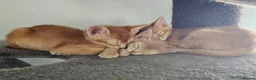 Abyssinian cats for sale: Abyssinian kittens - Advert 4