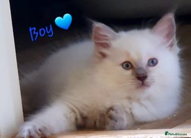 Ragdoll cats - Advert 12