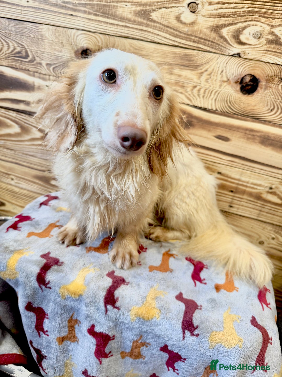 Miniature Dachshund dogs for stud: ✨ Stunning Isabella  piebald, wrapped in cream ✨ - Image 3