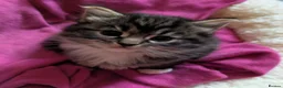 Mixed Breed cats for sale: Ragdoll Tabby Mix Fluffy Home Reared Kittens 2M/2F in Tonbridge - Advert 14