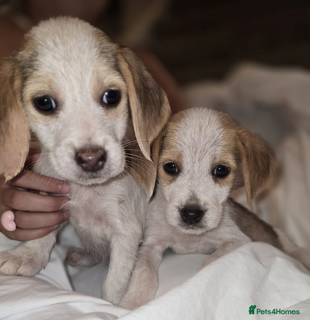 Beagle dogs for sale: Beagle puppies  - Image 8