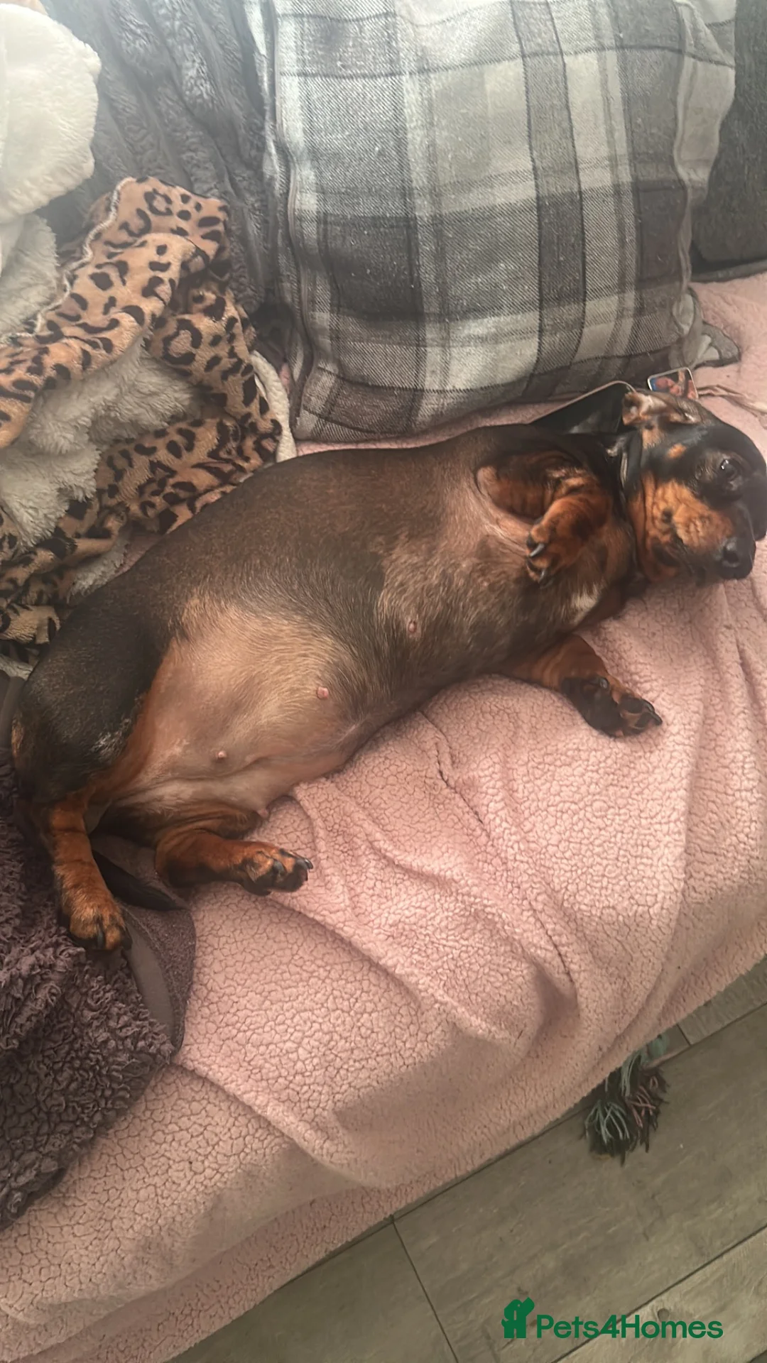 Miniature Dachshund dogs for sale: Two miniature dachshund  in Swansea - Advert 1