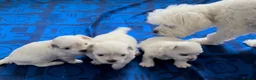 Maltese dogs for sale: KC Reg. Korean Maltese Pups Champion Bloodlines  in Macclesfield - Advert 6