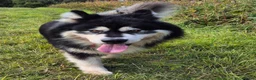 Alaskan Malamute dogs for stud: KC registered alaskan malamute for stud - Advert 11