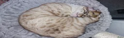 Bengal cats for sale: 2 Bengal Boys - Advert 6
