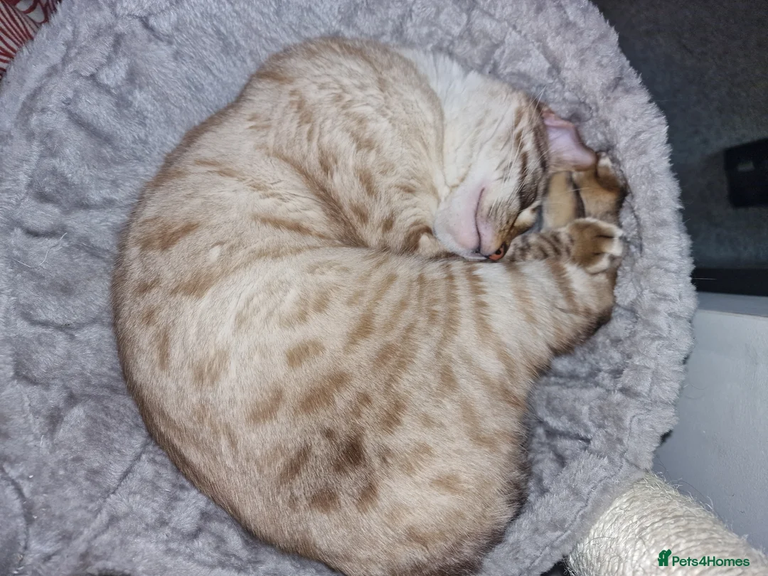 Bengal cats for sale: 2 Bengal Boys - Advert 6