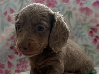 Miniature Dachshund dogs Miniature Dachshund KC Reg Longhair Isabella & Tan - Advert 7