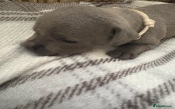 Staffordshire Bull Terrier dogs for sale: 8 Staffordshire Bull Terriers  - Image 34