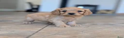 Cavapoo dogs for sale: 🌟 F1 Cavapoo Puppies –  Health Tested Parents - Advert 11