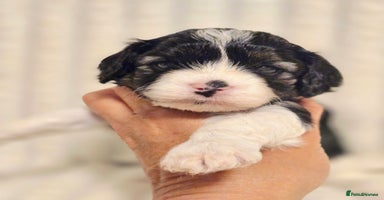 Cavapoo dogs - Advert 6