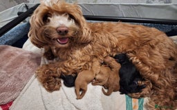 Cockapoo dogs for sale: Cockapoo puppies  - Advert 1