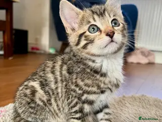 Bengal cats Bengal kitten - Advert 2